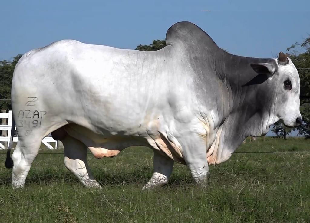 BORRIFO DA BELA